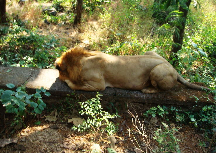 2. Rajiv Gandhi National Park